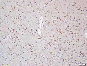 Anti-MPZ Rabbit Polyclonal Antibody