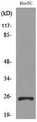 Western blot analysis of lysate from HUVEC cells using Anti-CACYBP Antibody