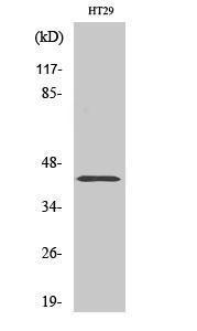 Western blot analysis of HT29 cells using Anti-NPY2R Antibody