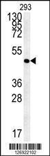 Anti-AAGAB Rabbit Polyclonal Antibody (Biotin)