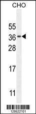 Anti-CK073 Rabbit Polyclonal Antibody (AP (Alkaline Phosphatase))