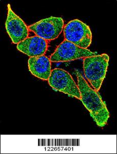 Anti-PAX6 Rabbit Polyclonal Antibody (AP (Alkaline Phosphatase))