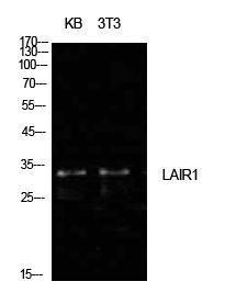 Antibody anti-LAIR1 A100999-100 100 µg