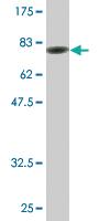 Anti-SPAG8 Mouse Monoclonal Antibody [clone: 2F12]