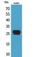 Western blot analysis of HuvEc cells using Anti-CACYBP Antibody