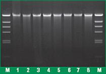 FERMK0721 - KIT GENEJET GENOMIC DNA PURIF 50RXN