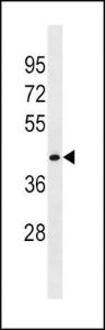 Anti-FLOT1 Rabbit Polyclonal Antibody (AP (Alkaline Phosphatase))