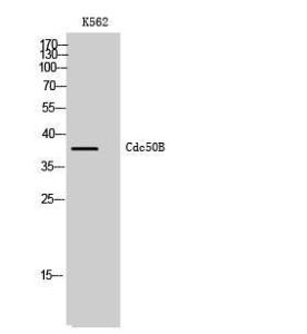 Anti-TMEM30B antibody