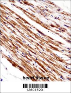 Anti-PLA2G5 Rabbit Polyclonal Antibody (HRP (Horseradish Peroxidase))