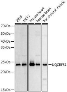 Antibody anti-UQCRFS1 100 µl