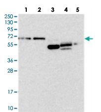 Anti-FAM123A Rabbit Polyclonal Antibody