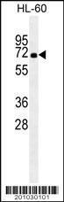 Anti-HSPA1A Mouse Monoclonal Antibody (APC (Allophycocyanin)) [clone: 201CT8.2.3]