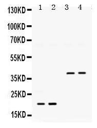 Anti-BMP2 Rabbit Polyclonal Antibody