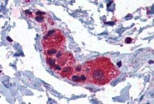 Anti-MYRIP Antibody (A83946) (3.75 µg/ml) staining of paraffin embedded Human Colon. Steamed antigen retrieval with citrate buffer pH 6, AP-staining