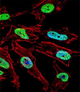 Anti-NKX1-1 Rabbit Polyclonal Antibody (FITC (Fluorescein Isothiocyanate))