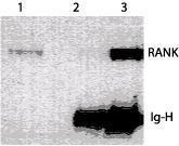 Anti-TNFRSF11A Mouse Monoclonal Antibody [clone: 64C1385.1]