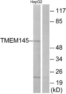 Antibody anti-TMEM145 100 µg