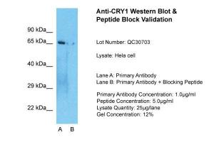 Anti-CRY1 Rabbit Polyclonal Antibody