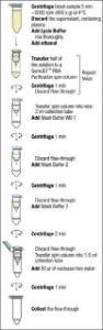 Whole Blood RNA Purification Mini kit, GeneJET™