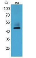 Western blot analysis of A549 cells using Anti-KRT19 Antibody