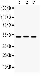 Anti-BMP5 Rabbit Polyclonal Antibody