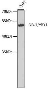 Anti-YB1 Antibody (A9997)