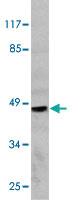 Anti-MMP12 Rabbit Polyclonal Antibody