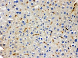 Anti-BMP5 Rabbit Polyclonal Antibody