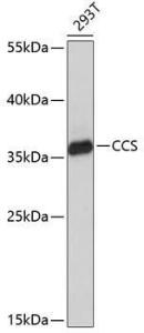 Anti-Superoxide Dismutase 4/CCS Antibody (A9998)