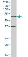 Anti-ICAM1 Rabbit Polyclonal Antibody