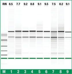 Plant RNA Purification Mini Kit, GeneJET™