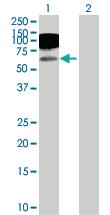 Anti-ICAM1 Rabbit Polyclonal Antibody