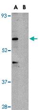 Anti-TRIM25 Rabbit Polyclonal Antibody