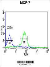 Anti-WDR37 Rabbit Polyclonal Antibody (Biotin)