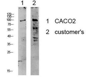 Western blot analysis of various lysate using Anti-KCNB1 Antibody