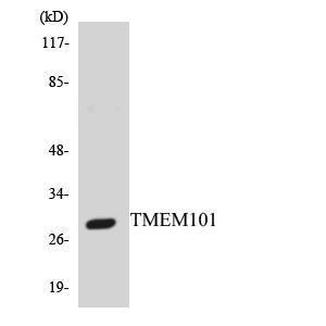 Anti-Transmembrane Protein 101 Rabbit Polyclonal Antibody