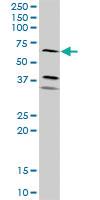 Anti-ICAM1 Rabbit Polyclonal Antibody