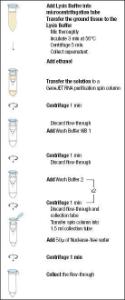 Plant RNA Purification Mini Kit, GeneJET™