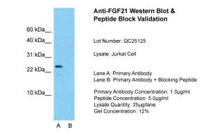 Anti-FGF21 Rabbit Polyclonal Antibody