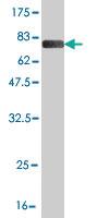 Anti-SKAP1 Mouse Monoclonal Antibody [clone: 3D3]