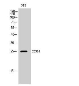 Western blot analysis of 3T3 cells using Anti-KLRK1 Antibody