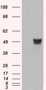 HEK293 overexpressing CORO1A (RC210753) and probed with Anti-CORO1A Antibody (A83954) (mock transfection in first lane), tested by Origene