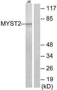 Antibody anti-MYST2 100 µg