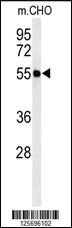 Anti-ATL3 Rabbit Polyclonal Antibody