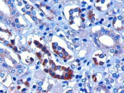 Anti-FBXW2 Antibody (A83956) (3 µg/ml) staining of paraffin embedded Human Kidney Microwaved antigen retrieval with citrate buffer pH 6, HRP-staining