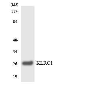 Western blot analysis of the lysates from HepG2 cells using Anti-KLRC1 Antibody