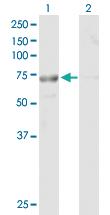 Anti-TTC30B Mouse Polyclonal Antibody