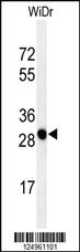 Anti-PAQR3 Rabbit Polyclonal Antibody