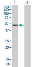 Anti-SEPT10 Mouse Polyclonal Antibody