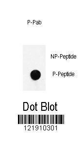 Anti-NOS1 Rabbit Polyclonal Antibody (AP (Alkaline Phosphatase))